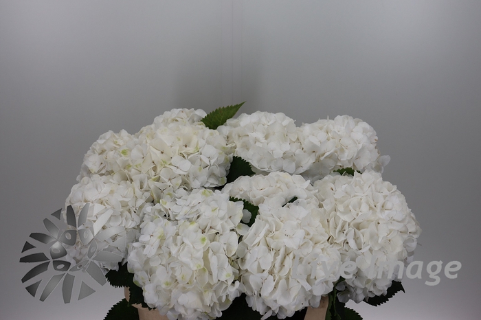 <h4>Hydrangea white verena</h4>