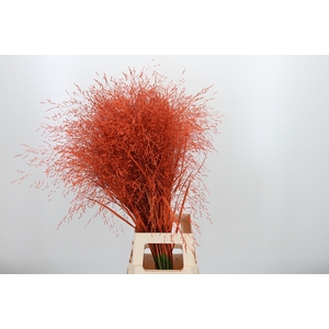 Panicum Kl Bh Oranje