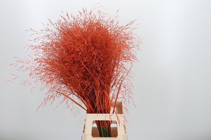 <h4>Panicum Kl Bh Oranje</h4>
