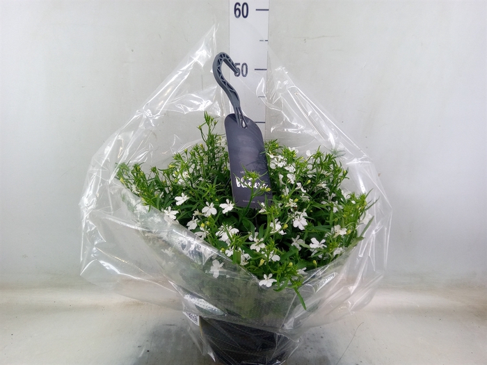 <h4>Lobelia erin. 'LagunTrail White'</h4>