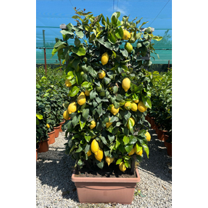 Citrus hystrix