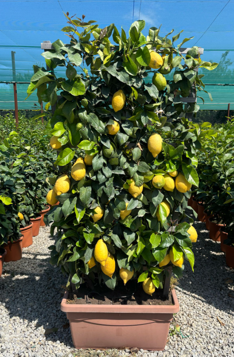 <h4>Citrus hystrix</h4>