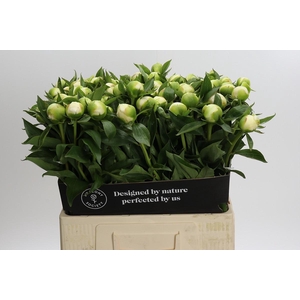 Paeonia Duchesse De Nemours