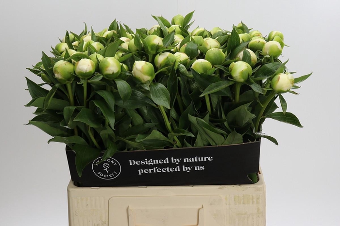 <h4>Paeonia Duchesse De Nemours</h4>
