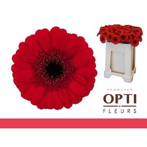 Germini Red Ruby Water