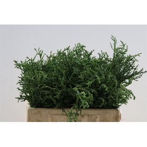 Chamaecyparis Laws Lycopodioides