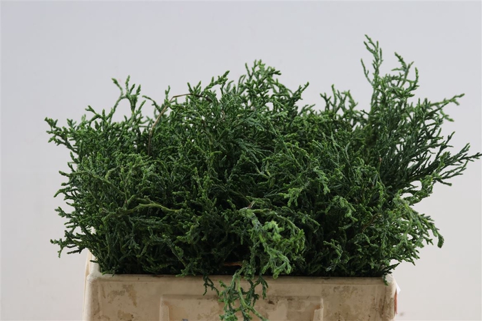 <h4>Chamaecyparis Laws Lycopodioides</h4>