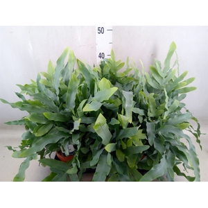 Phlebodium aureum 'Blue Star'