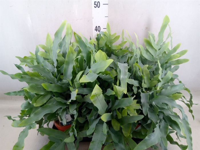 <h4>Phlebodium aureum 'Blue Star'</h4>