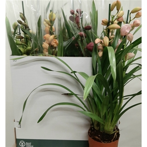 Cymbidium gemengd