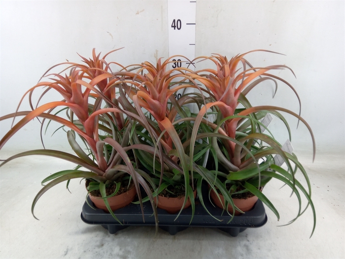 <h4>Tillandsia capitata 'Hermosa'</h4>