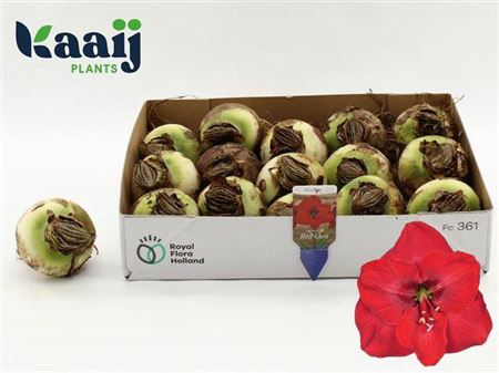 <h4>Bloembol Hippeastrum</h4>