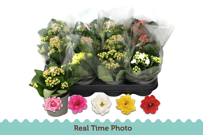 <h4>KAL GE GEM 5 KL</h4>