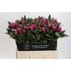 Paeonia Red Sarah