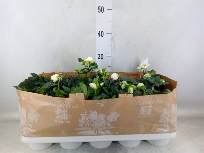 <h4>Helleborus niger 'Christmas Carol'</h4>
