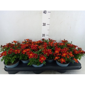 Bidens  'Eldoro Red'