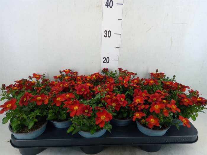 <h4>Bidens  'Eldoro Red'</h4>