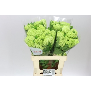 Viburnum Roseum