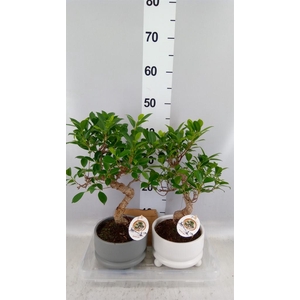 Bonsai ...mix