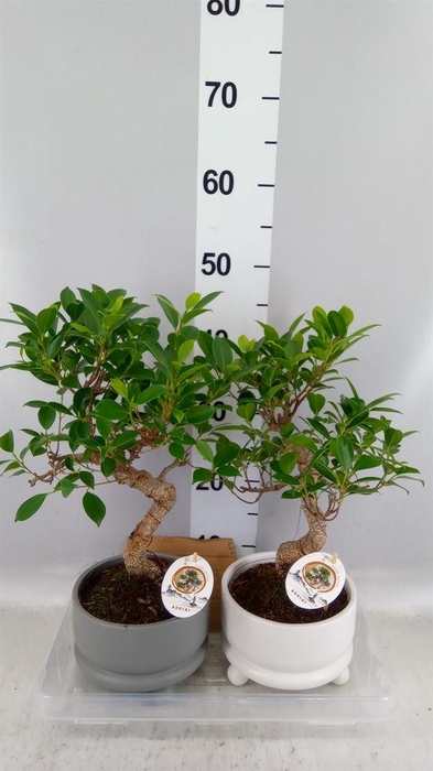 <h4>Bonsai   ...mix</h4>