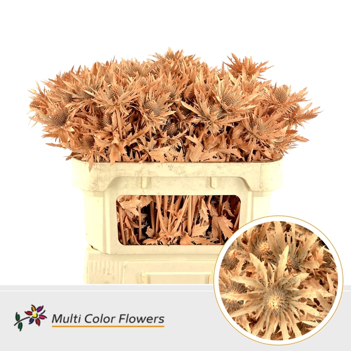 <h4>Eryngium Apricot</h4>