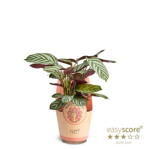 CALATHEA SPECIES p17 Compact Star