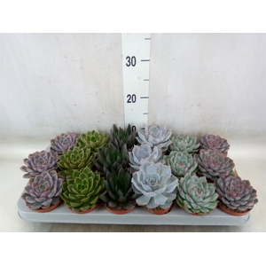 Echeveria   ...mix