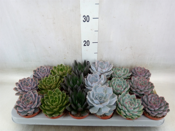 <h4>Echeveria   ...mix</h4>