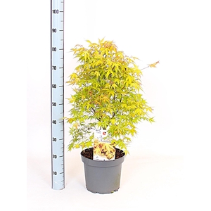 ACER PA KATSURA