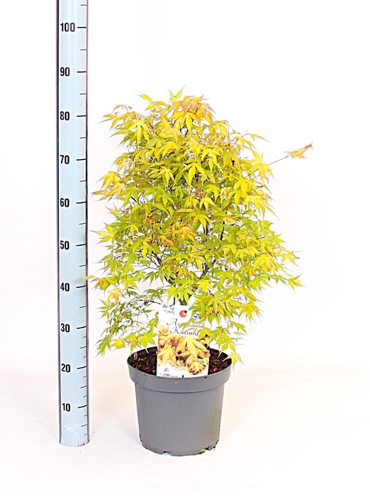<h4>ACER PA KATSURA</h4>