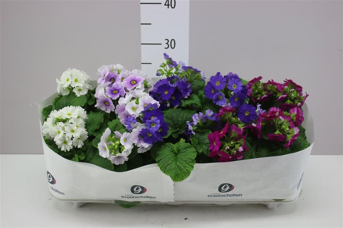 <h4>Primula Ob Sweet Kiss Gemengd</h4>