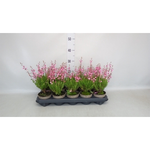 Daboecia cantabrica 'Purpurea'