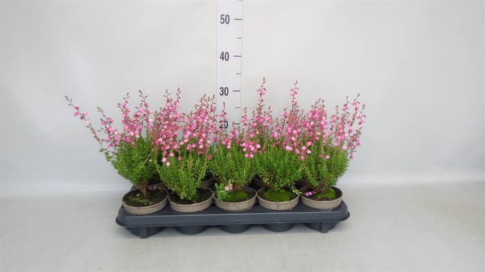 <h4>Daboecia cantabrica 'Purpurea'</h4>