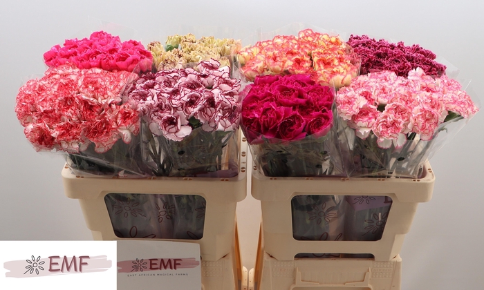 <h4>DI ST GEM IN FUST</h4>