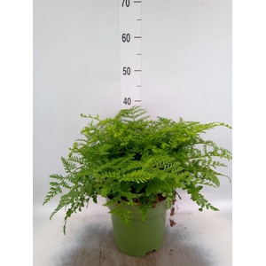 Asplenium  'Parvati'