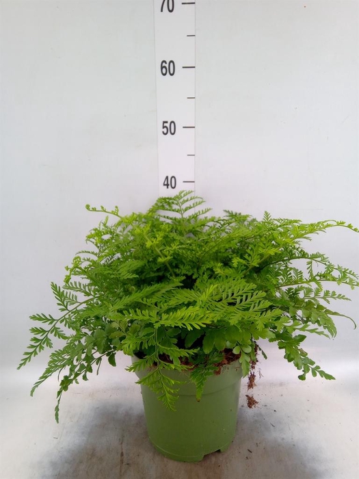 <h4>Asplenium  'Parvati'</h4>