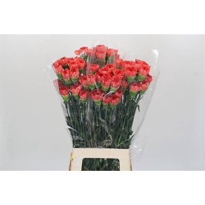 Dianthus St Arno Hi