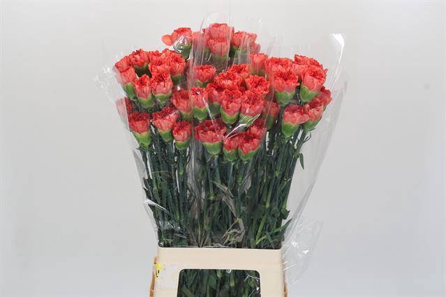 <h4>Dianthus St Arno Hi</h4>
