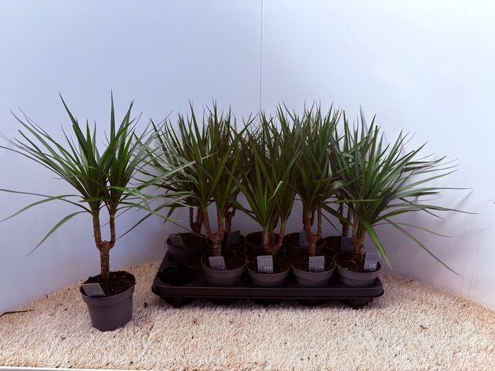 <h4>DRA MARGINATA</h4>