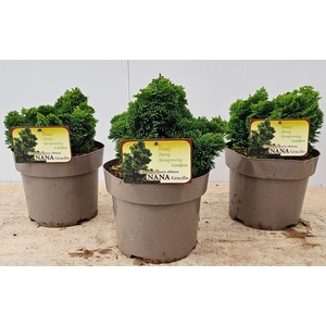 Chamaecyparis obtusa