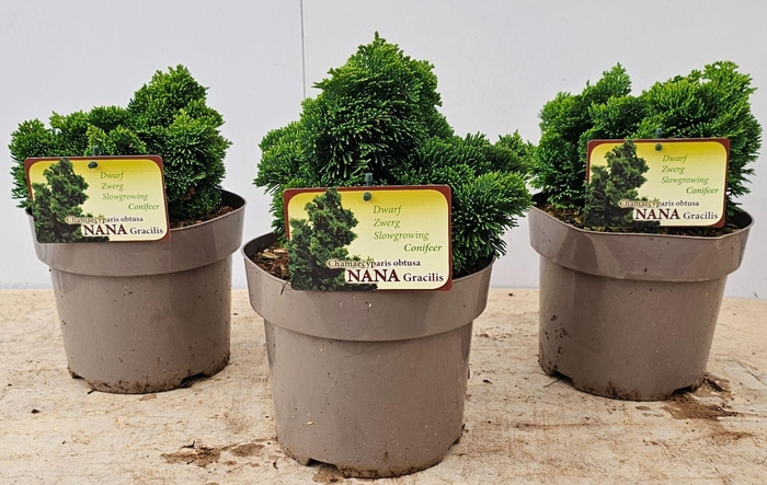 <h4>Chamaecyparis obtusa</h4>