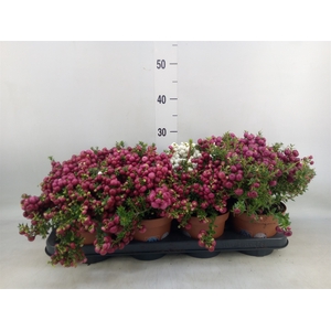 Gaultheria mucronata