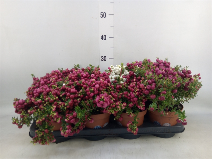 <h4>Gaultheria mucronata</h4>