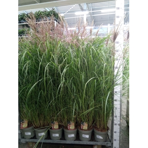 Miscanthus sin. 'Red Chief'