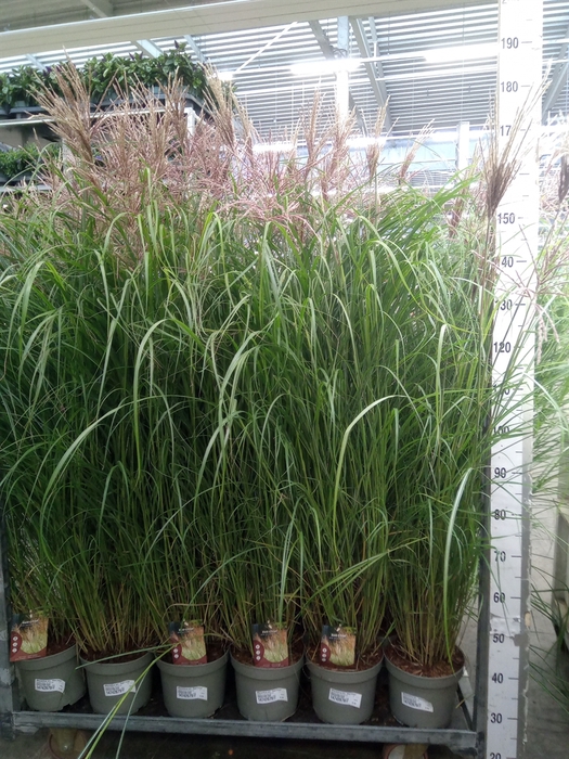 <h4>Miscanthus sin. 'Red Chief'</h4>