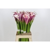 Zantedeschia Eydolls Purple White