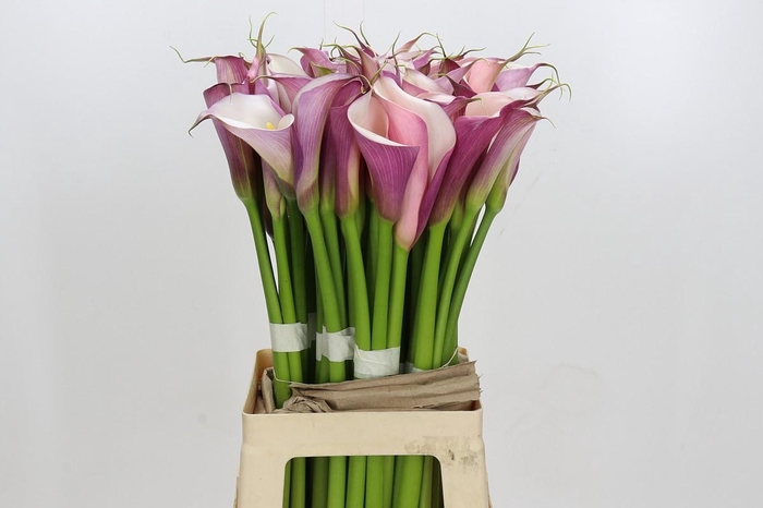 <h4>Zantedeschia Eydolls Purple White</h4>