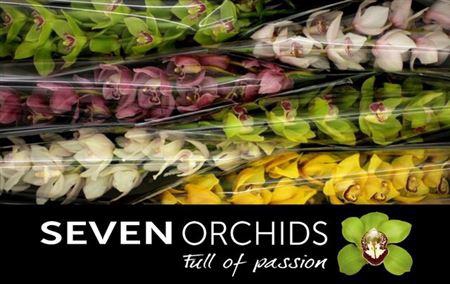 <h4>Cymb Mixed Stems</h4>