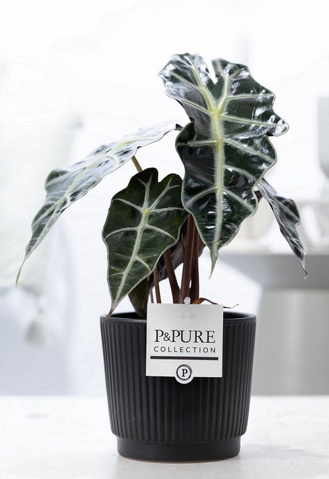 <h4>Alocasia Polly Keramiek Liv Matt Black</h4>