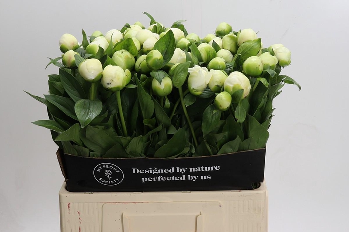 <h4>Paeonia Bridal Shower</h4>